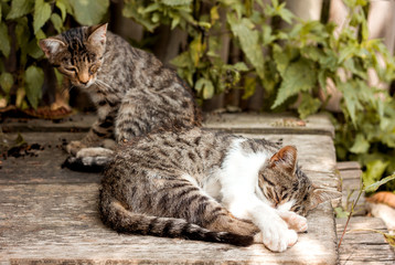 two cats bask in the sun little kittens sleep on the boards a cat with one eye