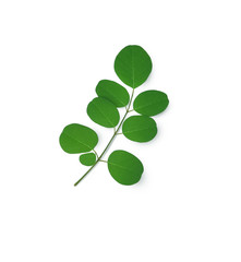 Obraz premium Moringa leaves have medicinal properties. top view