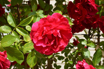 Fototapeta na wymiar Flower of the red rose in the garden