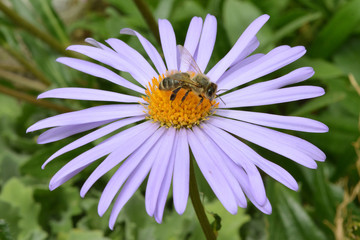Bee sitting on the lilac chamomile flower.