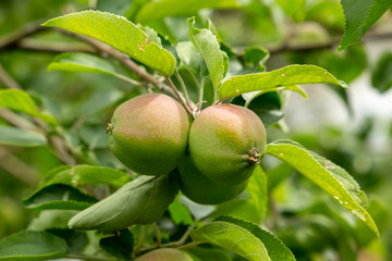 Apple-tree with winter sort of fruits. Natural countryside environment. Organic harvest concept