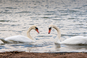 Fototapeta premium Swans swimming near the shore on a rainy September day.