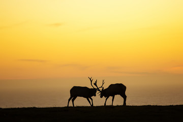 Naklejka na ściany i meble silhouette of deer on beautiful sky background
