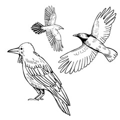  Hand drawn raven on white background. Vector sketch illustration.