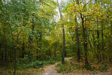 Obraz premium Landscape in the forest at the beginning of autumn, yellow and green leaves. selective focus 