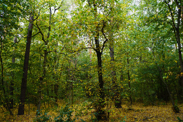 Landscape in the forest at the beginning of autumn, yellow and green leaves. selective focus 