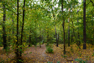 Landscape in the forest at the beginning of autumn, yellow and green leaves. selective focus 