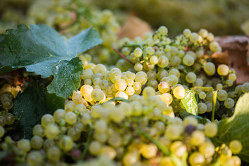 Vendemmia uva bianca