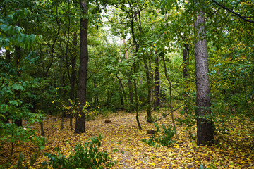 Landscape in the forest at the beginning of autumn, yellow and green leaves. selective focus 