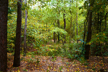 Landscape in the forest at the beginning of autumn, yellow and green leaves. selective focus    