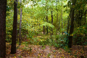 Fototapeten Schwarz Landscape in the forest at the beginning of autumn, yellow and green leaves. selective focus      © dobrik72