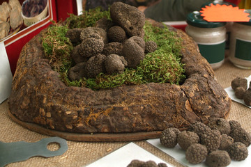 Group of black truffles