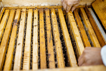 Beekeeper getting honeycombs with bees from the wooden hive, close-up view