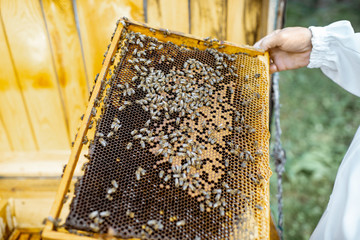 Beekeeper getting honeycombs with bees from the wooden hive, close-up view
