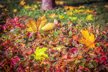 autumn leaves in the Park, falling leaves, colorful leaves from the tree