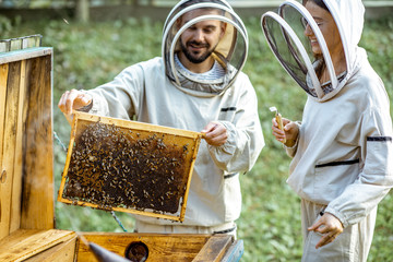 Two young beekepers in protective uniform working on a small apiary farm, getting honeycomb from the wooden beehive