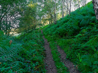 Obraz premium Narrow, damp woodland footpath bordered by thick bracken across a steep hillside in Derbyshire.