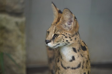 サーバル