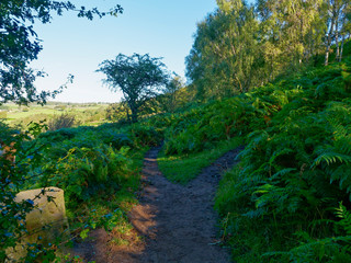 Fototapeta na wymiar Dark, narrow woodland path on a hillside splits in two.