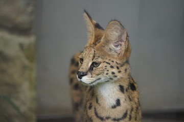 サーバル