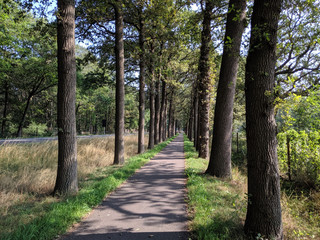 Bicycle path in Gelderland