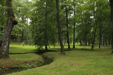 Fototapeta na wymiar forest in the Park in summer