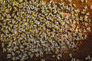 Close-up of a honeycomb frame with lots of bees on the apiary