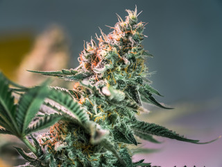 HDR close up shot of a cannabis plant blossom