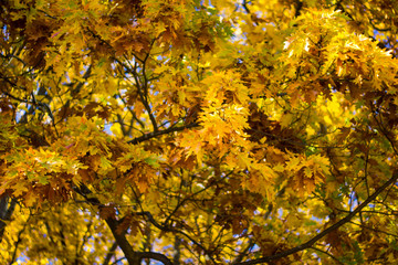 Colorful yellow maple leaves on the tree in autumn. Crown maple on a background of sun rays in autumn. Autumn foliage close-up bokeh.
