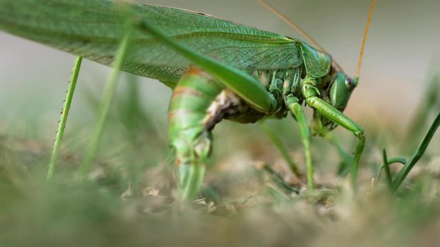 Big green locust female lays eggs