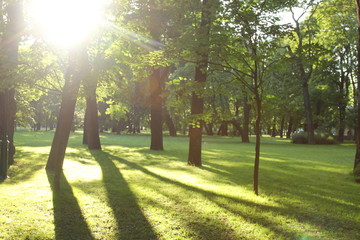 forest in the Park in summer