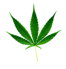 fresh green marijuana leaf isolated