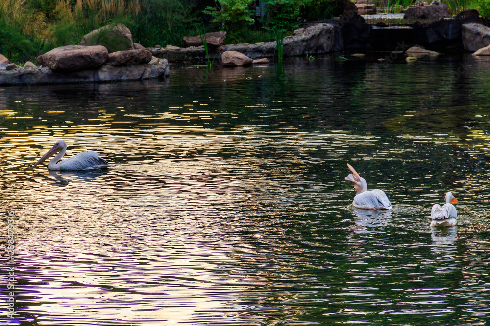 Poster Great white pelicans (Pelecanus onocrotalus) also known as the eastern white pelican, rosy pelican or white pelican swimming in a lake