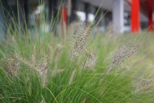 Ziergras im Garten