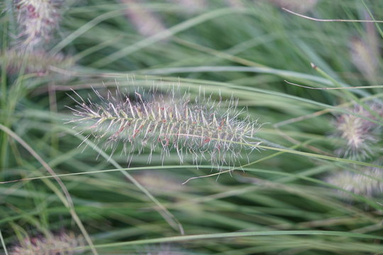 Ziergras im Garten