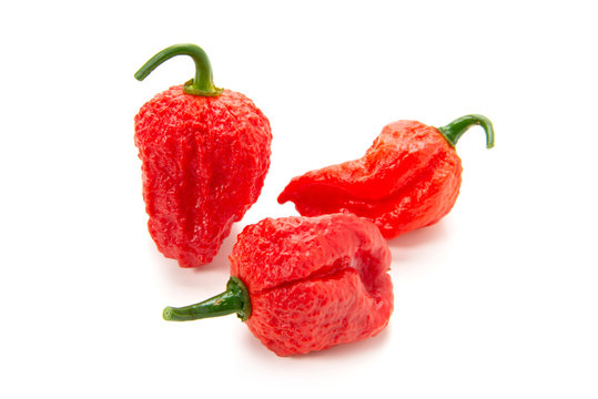 81 Best ブートジョロキア Images Stock Photos Vectors Adobe Stock