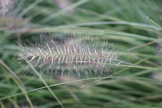 Ziergras im Garten
