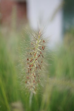 Ziergras im Garten