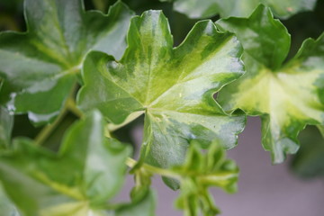 green leaves 