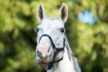 Portrait of graceful gray horse portrait on green leaves background
