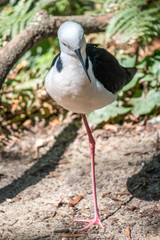 Black winged stilt