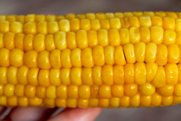 Bright yellow buttered corn cob in womans' hand. Closeup of shiny boiled maize with kernels. Harvesting object. Summer background for harvest festival banner, restaurant, cafe. Food industry