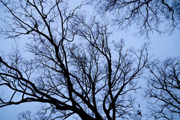 Looking up leafless tree against blue sky. Lots of dark dry branches. Feel lonely concept.