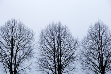 Three trees without leaves against sky. Silhouette of Trees with naked branches on white background. Sad autumn time.