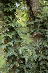 Foglie di edera rampicante nel bosco i che arrampica sul tronco dell albero