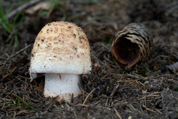 Wild agaric mushroom Amanita rubescens growing in the needles in the spruce forest. Also know as the blusher. Edible mushroom, natural condition.