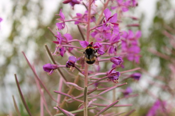 Bee on a pink flower, Scotland
