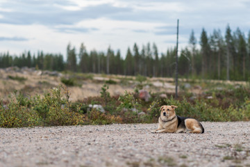 Obedient dog sitting on ground