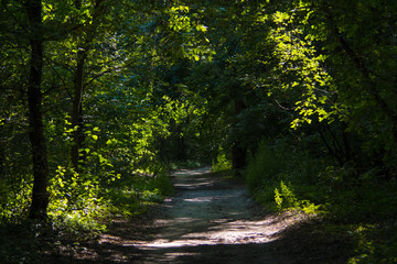 Forest path, wood road