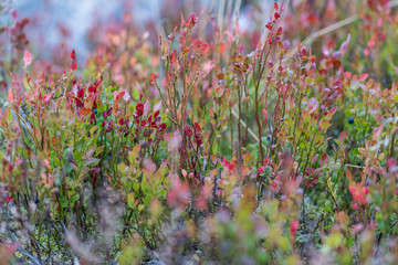 Wild flowers closeup